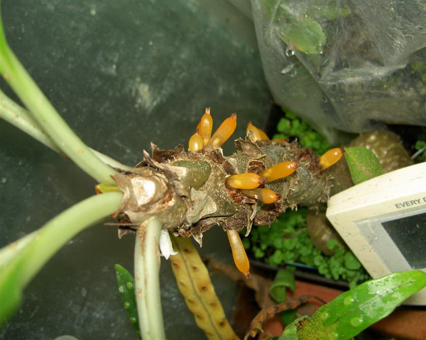 Myrmecodia echinata, seeds 2